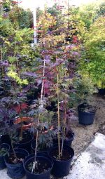 Acer  ‘Bloodgood’ - imagine 4