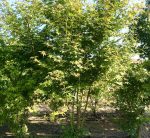 Acer palmatum
