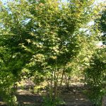 Acer palmatum