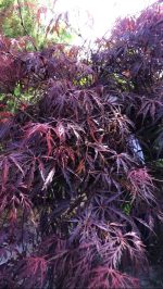 Acer  ‘Inaba shidare’ - imagine 2