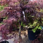 Acer  ‘Inaba shidare’