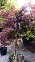 Acer  ‘Inaba shidare’