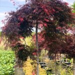 Acer  ‘Orangeola’