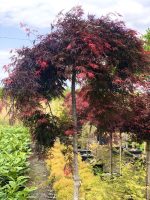 Acer  ‘Orangeola’