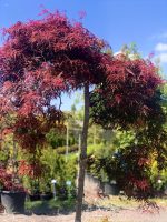 Acer  ‘Orangeola’ - imagine 2