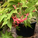 Acer  ‘Osakazuki’