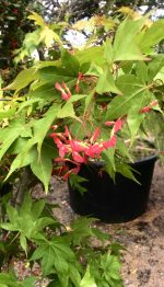 Acer  ‘Osakazuki’