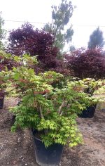 Acer  ‘Osakazuki’ - imagine 2