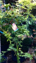 Acer  ‘Orange Dream’ - imagine 3