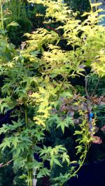 Acer  ‘Orange Dream’ - imagine 2