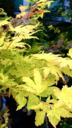 Acer  ‘Orange Dream’