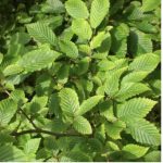 Carpinus betulus bloc - imagine 3