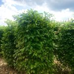 Carpinus betulus bloc