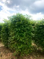 Carpinus betulus bloc