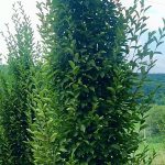 Carpinus  ‘Fastigiata’