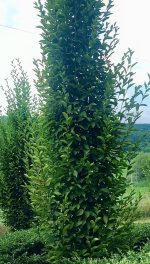 Carpinus  ‘Fastigiata’