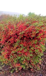 Cotoneaster  bloc - imagine 3