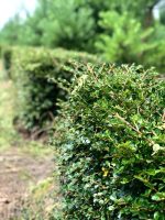 Cotoneaster  bloc - imagine 2