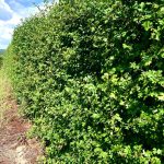 Crataegus laevigata – format bloc (gard viu / ecran vegetal)