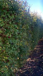 Crataegus laevigata – format bloc (gard viu / ecran vegetal) - imagine 2