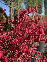 Euonymus alatus - imagine 3