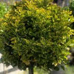 Euonymus  ‘Aurea’ PA