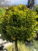 Euonymus  ‘Aurea’ PA