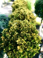 Euonymus  ‘Aurea’ PA - imagine 3