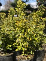 Euonymus jap. ‘Aurea’ - imagine 2