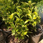 Euonymus jap. ‘Aurea’