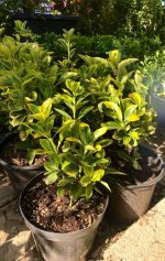 Euonymus jap. ‘Aurea’