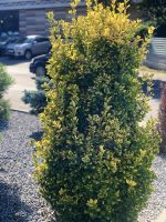 Euonymus jap. ‘Aurea’ - imagine 3