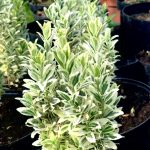 Euonymus jap. ‘White Spire’