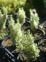 Euonymus jap. ‘White Spire’ - imagine 2