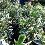 Euonymus jap. ‘Bravo’