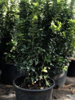 Euonymus jap. ‘Green Spire’ - imagine 3