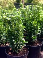 Euonymus jap. ‘Green Spire’