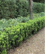 Euonymus jap. ‘Green Spire’ - imagine 4