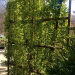 Euonymus  ‘Bravo’  spalier