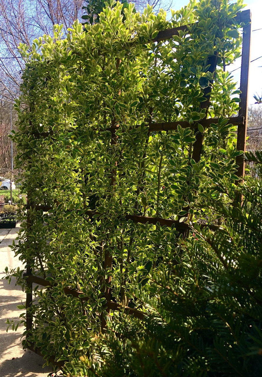 Euonymus ‘Bravo’ spalier Euonymus ‘Bravo’ spalier - imagine 1