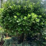 Euonymus  multitronco