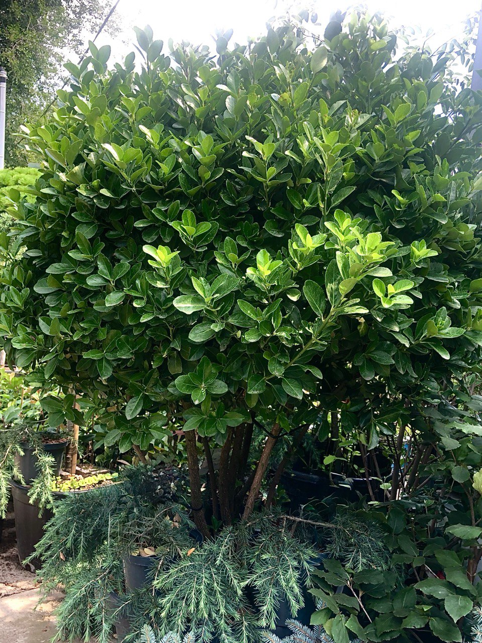 Euonymus jap. multitronco Euonymus multitronco - imagine 1