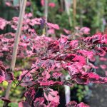 Fagus sylv. ‘Tricolor’