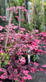 Fagus sylv. ‘Tricolor’