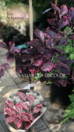 Fagus sylv. ‘Tricolor’ - imagine 2