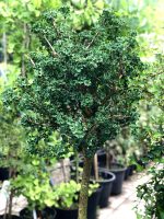 Ginkgo  ‘Marikai’