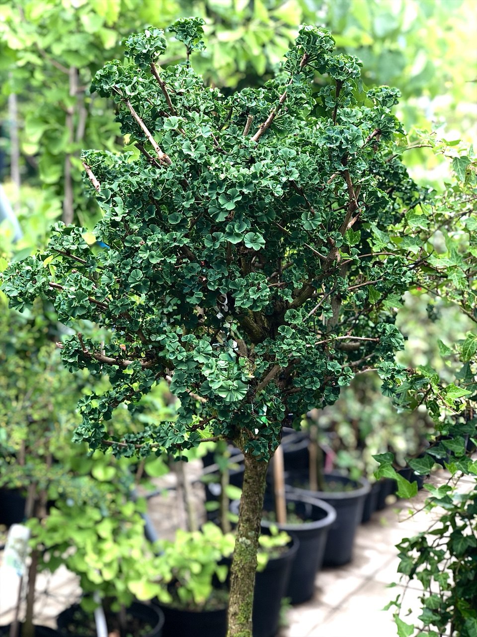 Ginkgo biloba ‘Marikai’ Ginkgo ‘Marikai’ - imagine 1