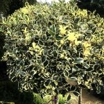 Ilex Argenteomarginata PA