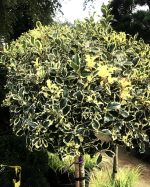 Ilex Argenteomarginata PA