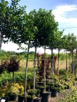 Ilex  ‘Nellie R. Stevens’ PA